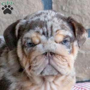 Trinket, English Bulldog Puppy