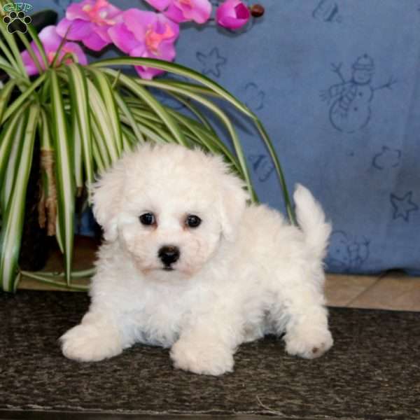 Trish, Bichon Frise Puppy