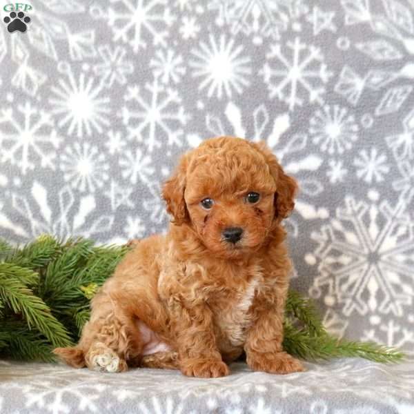 Tristan, Toy Poodle Puppy