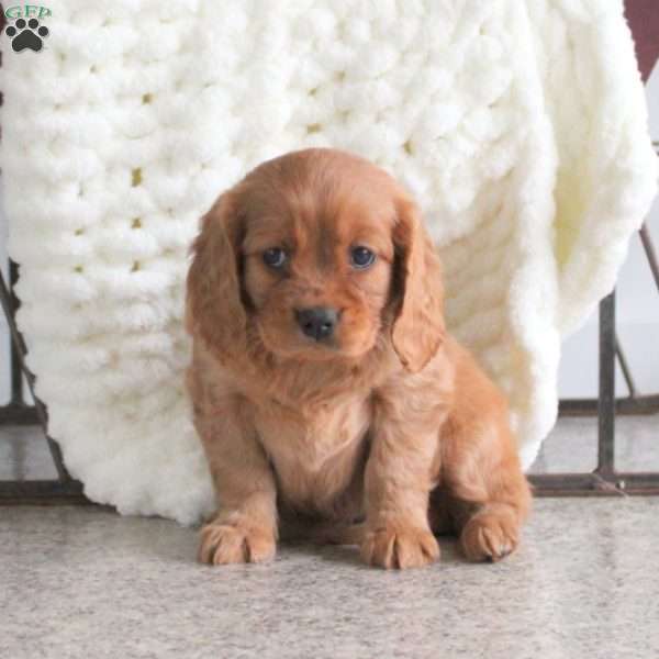 Trixie, Miniature Golden Retriever Puppy