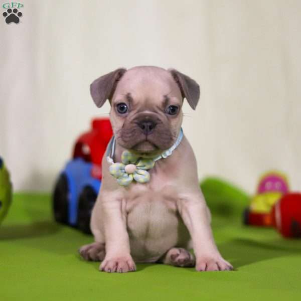 Trooper, Frenchton Puppy