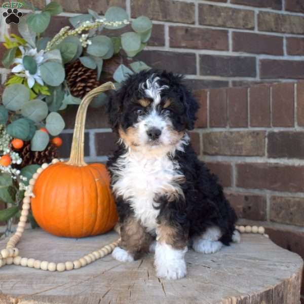 Trooper, Mini Bernedoodle Puppy