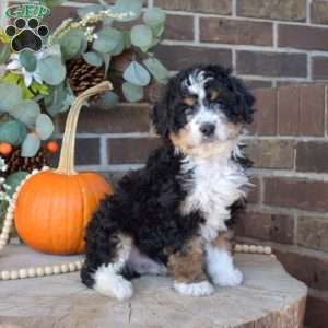 Trooper, Mini Bernedoodle Puppy