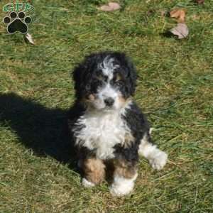 Trooper, Mini Bernedoodle Puppy