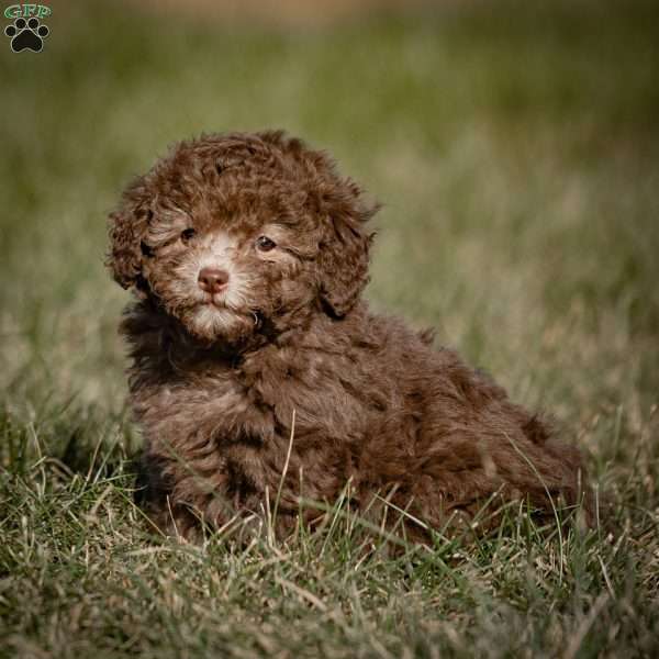 Truffles, Toy Poodle Puppy