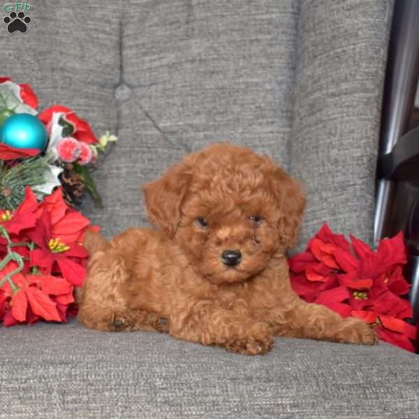 Truffles, Toy Poodle Puppy