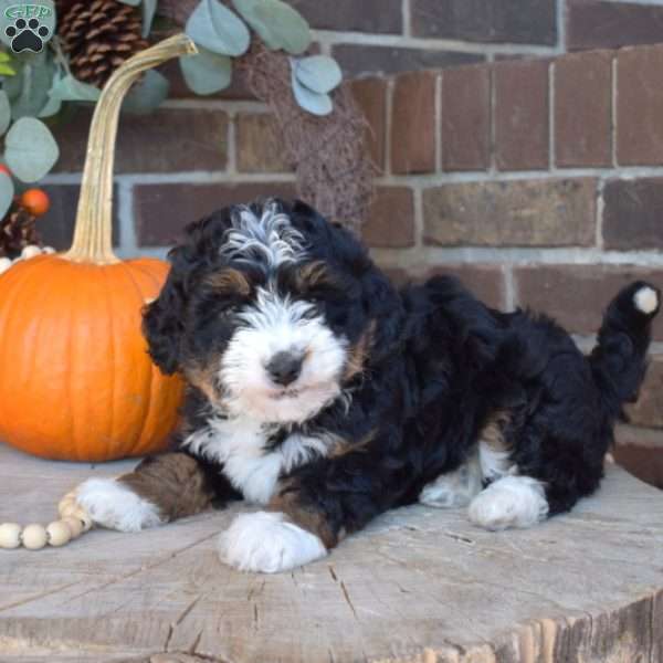 Truffles, Mini Bernedoodle Puppy