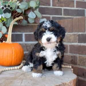 Truffles, Mini Bernedoodle Puppy