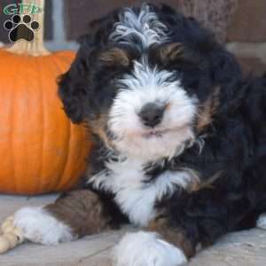 Truffles, Mini Bernedoodle Puppy