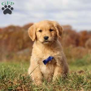 Tucker, Golden Retriever Puppy