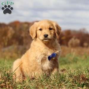 Tucker, Golden Retriever Puppy