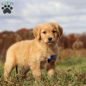 Tucker, Golden Retriever Puppy