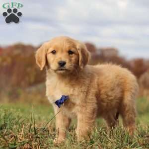 Tucker, Golden Retriever Puppy