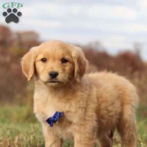 Tucker, Golden Retriever Puppy