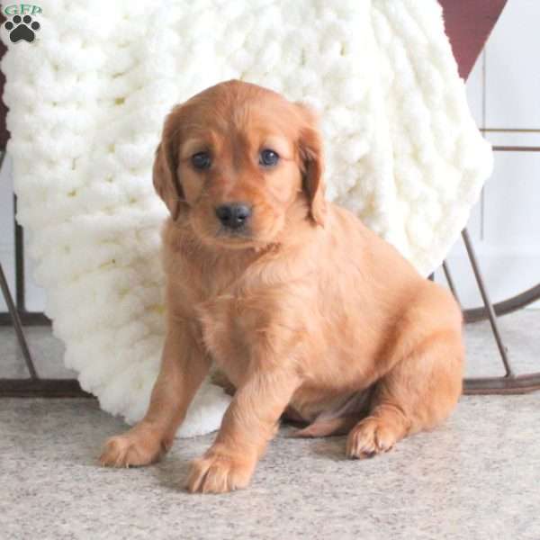 Tucker, Miniature Golden Retriever Puppy