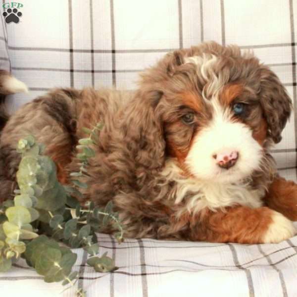 Tucker, Bernedoodle Puppy