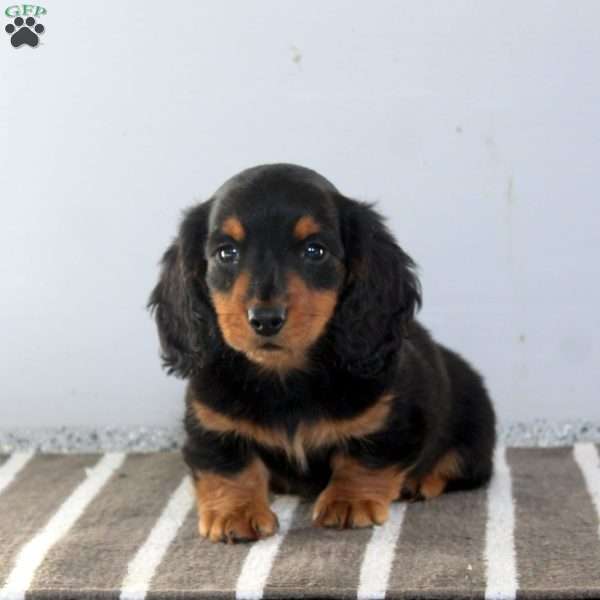 Tucker, Dachshund Puppy