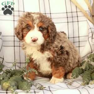 Tucker, Bernedoodle Puppy