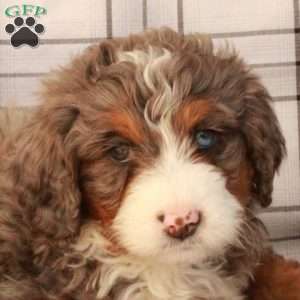 Tucker, Bernedoodle Puppy