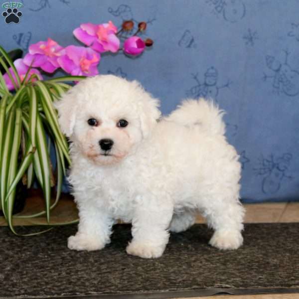 Tucker, Bichon Frise Puppy