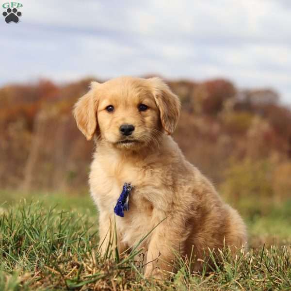 Tucker, Golden Retriever Puppy