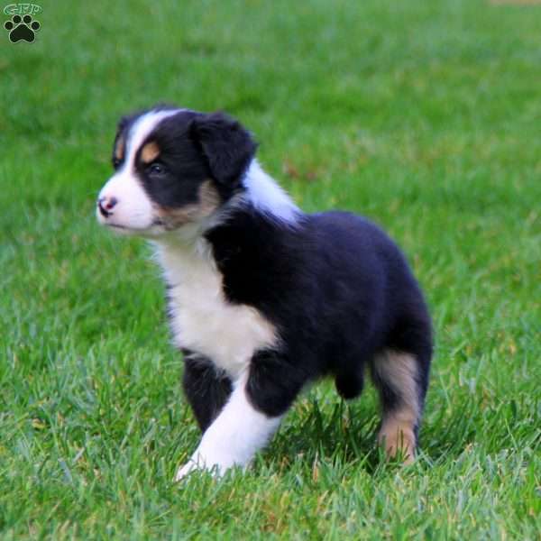 Twila, Border Collie Puppy