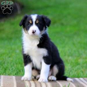 Twila, Border Collie Puppy