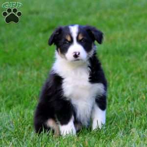 Twila, Border Collie Puppy