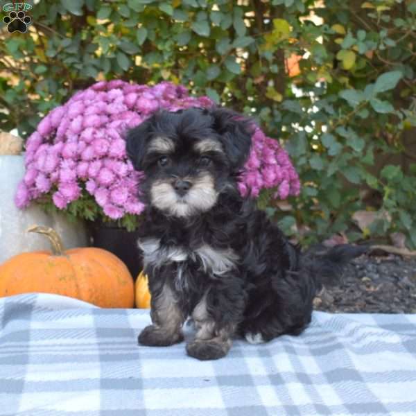 Twilight, Maltese Mix Puppy