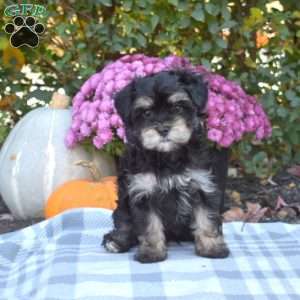 Twilight, Maltese Mix Puppy