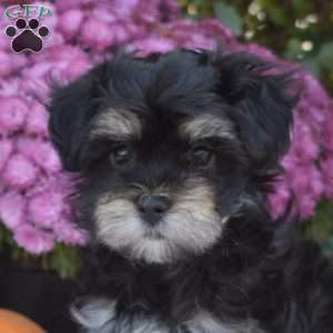 Twilight, Maltese Mix Puppy