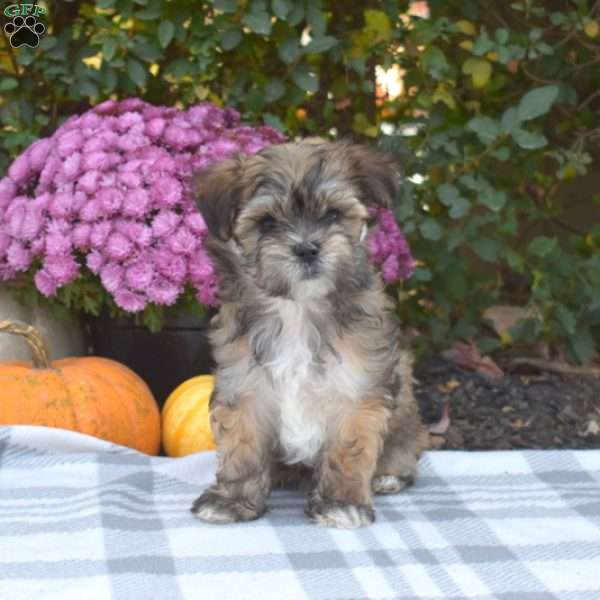 Twinkle, Maltese Mix Puppy