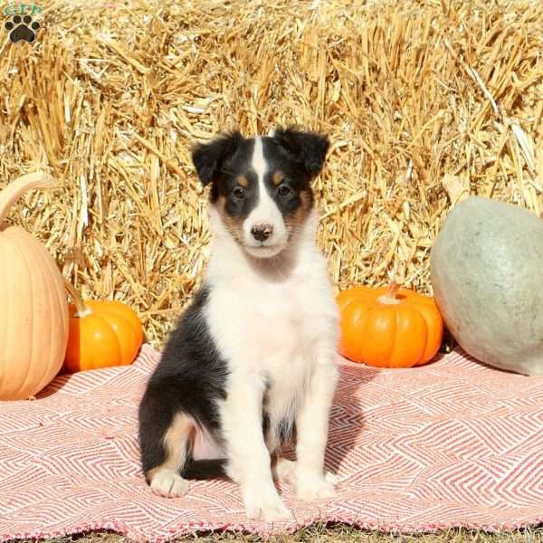 Twinkle, Sheltie Puppy