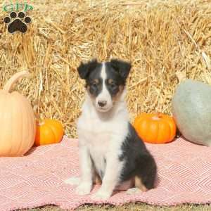 Twinkle, Sheltie Puppy