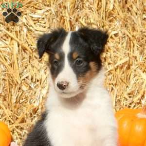 Twinkle, Sheltie Puppy