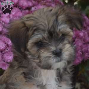 Twinkle, Maltese Mix Puppy