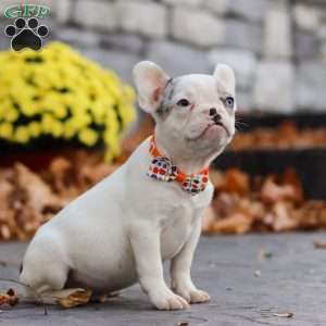 Tyler, French Bulldog Puppy