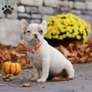 Tyler, French Bulldog Puppy