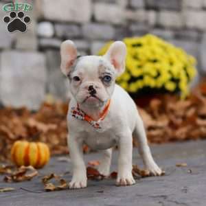 Tyler, French Bulldog Puppy