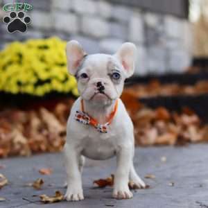 Tyler, French Bulldog Puppy