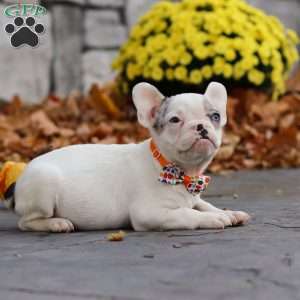 Tyler, French Bulldog Puppy