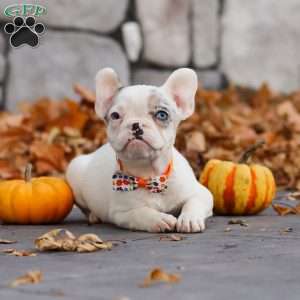 Tyler, French Bulldog Puppy