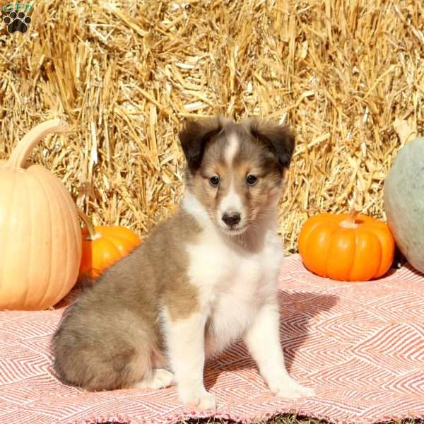 Tyler, Sheltie Puppy