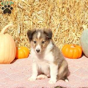 Tyler, Sheltie Puppy