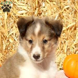 Tyler, Sheltie Puppy