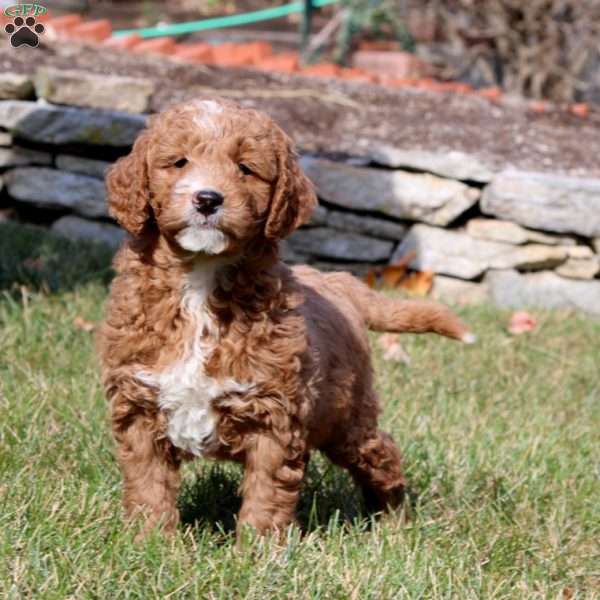 Tyler, Mini Goldendoodle Puppy