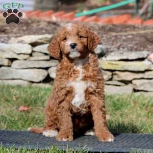 Tyler, Mini Goldendoodle Puppy