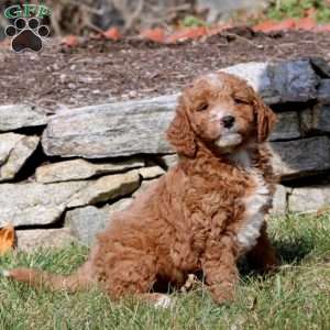 Tyler, Mini Goldendoodle Puppy