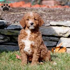 Tyler, Mini Goldendoodle Puppy