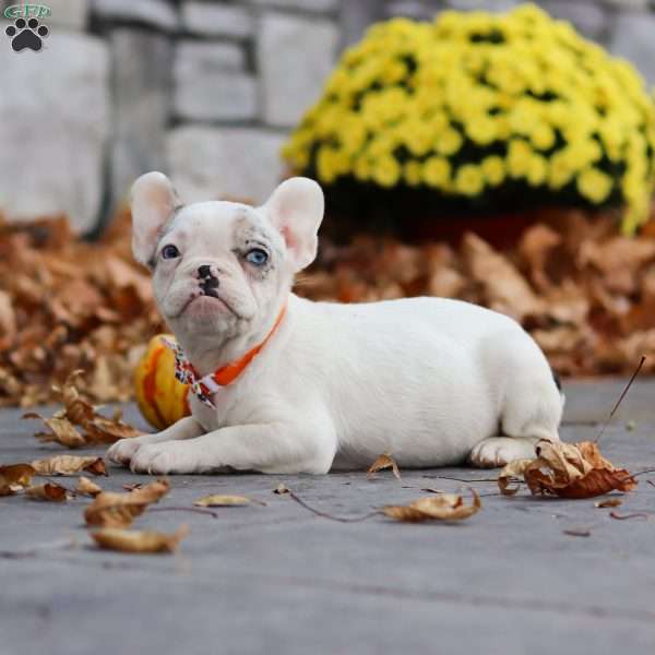 Tyler, French Bulldog Puppy